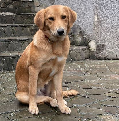 Bella a faun romanian rescue dog | 1 dog at a time rescue uk
