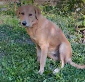 Bella a faun romanian rescue dog | 1 dog at a time rescue uk