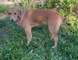 Bella a faun romanian rescue dog | 1 dog at a time rescue uk