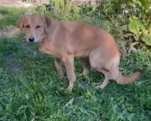 Bella a faun romanian rescue dog | 1 dog at a time rescue uk