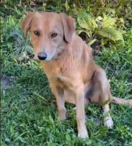 Bella a faun romanian rescue dog | 1 dog at a time rescue uk