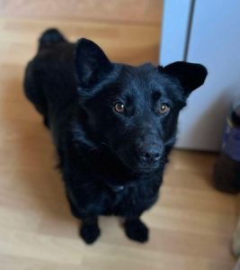 Bernie a black rescue dog | 1 dog at a time rescue UK