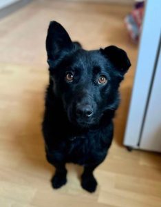 Bernie a black rescue dog | 1 dog at a time rescue UK
