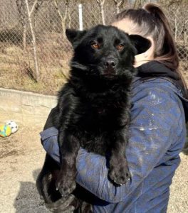 Bernie a black rescue dog | 1 dog at a time rescue UK