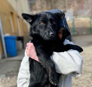 Bernie a black rescue dog | 1 dog at a time rescue UK