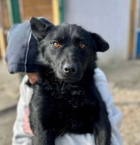 Bernie a black rescue dog | 1 dog at a time rescue UK