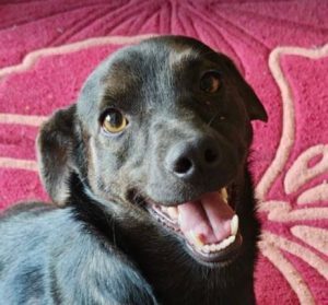 Bobita a black rescue dog | 1 dog at a time rescue UK