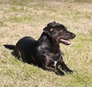 Bobita a black rescue dog | 1 dog at a time rescue UK