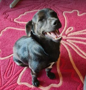 Bobita a black rescue dog | 1 dog at a time rescue UK
