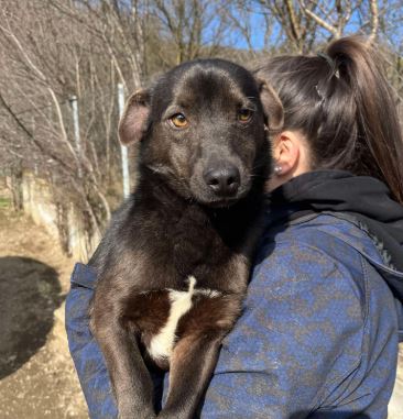 Bobita a black rescue dog | 1 dog at a time rescue UK