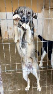 Freya a brown and white rescue dog | 1 dog at a time rescue UK