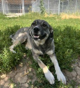 Freya a brown and white rescue dog | 1 dog at a time rescue UK