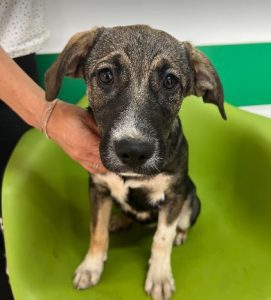 Freya a brown and white rescue dog | 1 dog at a time rescue UK
