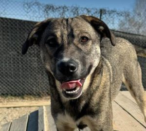 Freya a brown and white rescue dog | 1 dog at a time rescue UK