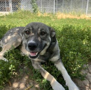 Freya a brown and white rescue dog | 1 dog at a time rescue UK