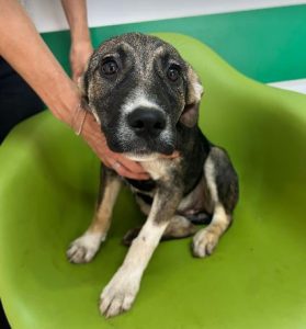 Freya a brown and white rescue dog | 1 dog at a time rescue UK