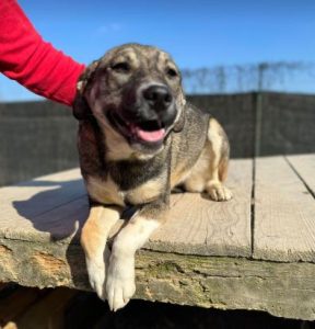 Freya a brown and white rescue dog | 1 dog at a time rescue UK