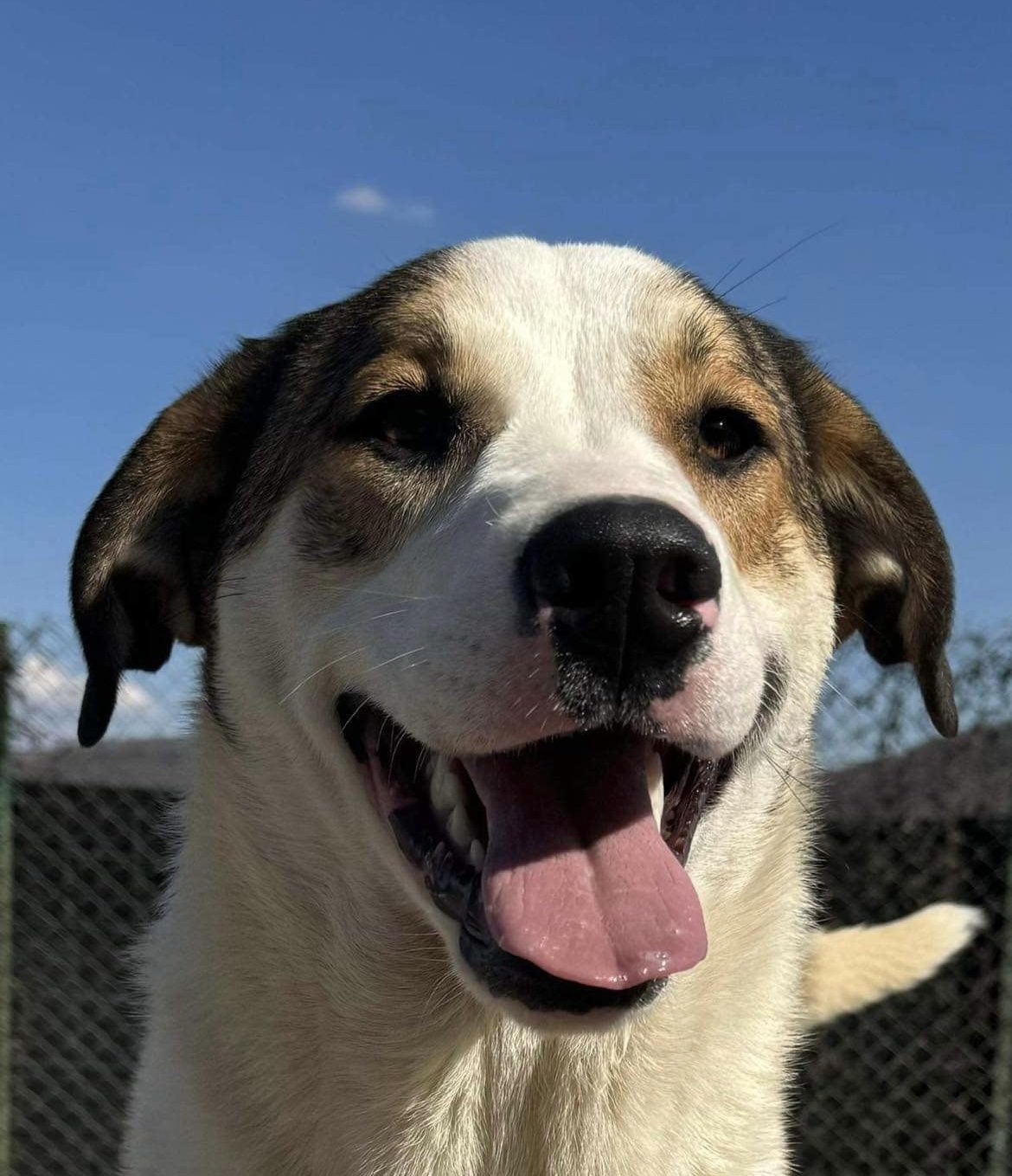 Maya a brown and white rescue dog | 1 dog at a time rescue UK