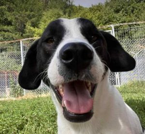 Luca a black and white rescue dog | 1 dog at a time rescue UK