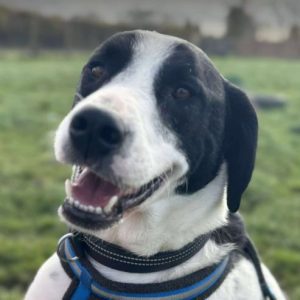 Luca a black and white rescue dog | 1 dog at a time rescue UK