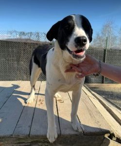 Luca a black and white rescue dog | 1 dog at a time rescue UK