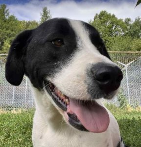 Luca a black and white rescue dog | 1 dog at a time rescue UK