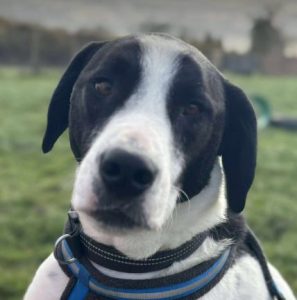 Luca a black and white rescue dog | 1 dog at a time rescue UK