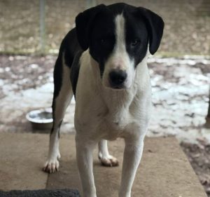 Luca a black and white rescue dog | 1 dog at a time rescue UK