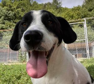 Luca a black and white rescue dog | 1 dog at a time rescue UK