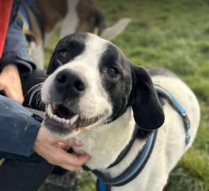 Luca a black and white rescue dog | 1 dog at a time rescue UK