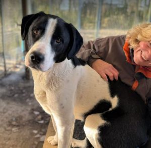 Luca a black and white rescue dog | 1 dog at a time rescue UK