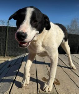 Luca a black and white rescue dog | 1 dog at a time rescue UK