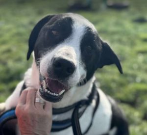 Luca a black and white rescue dog | 1 dog at a time rescue UK