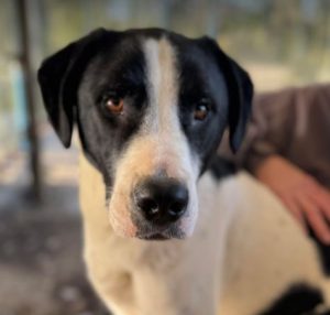 Luca a black and white rescue dog | 1 dog at a time rescue UK