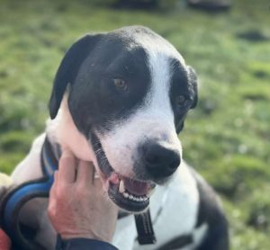 Luca a black and white rescue dog | 1 dog at a time rescue UK