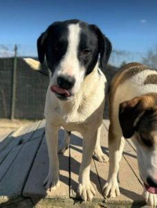 Luca a black and white rescue dog | 1 dog at a time rescue UK