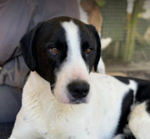 Luca a black and white rescue dog | 1 dog at a time rescue UK