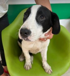 Luca a black and white rescue dog | 1 dog at a time rescue UK