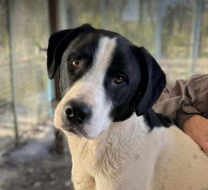 Luca a black and white rescue dog | 1 dog at a time rescue UK