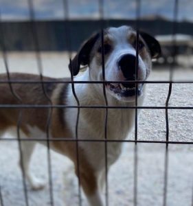 Maya a brown and white rescue dog | 1 dog at a time rescue UK