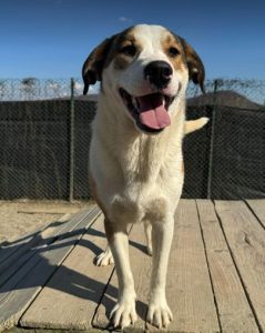 Maya a brown and white rescue dog | 1 dog at a time rescue UK