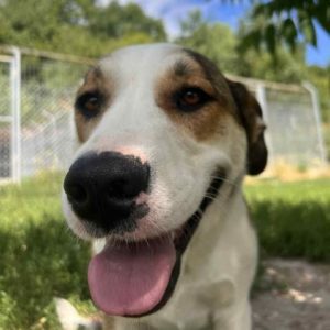 Maya a brown and white rescue dog | 1 dog at a time rescue UK