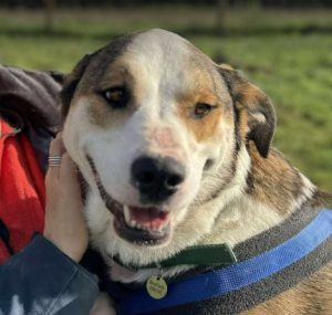 Maya a brown and white rescue dog | 1 dog at a time rescue UK