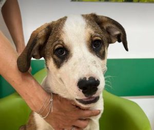 Maya a brown and white rescue dog | 1 dog at a time rescue UK