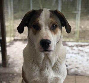 Maya a brown and white rescue dog | 1 dog at a time rescue UK