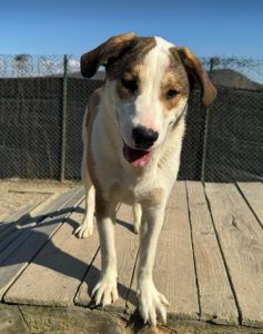 Maya a brown and white rescue dog | 1 dog at a time rescue UK