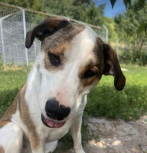 Maya a brown and white rescue dog | 1 dog at a time rescue UK