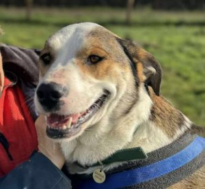 Maya a brown and white rescue dog | 1 dog at a time rescue UK