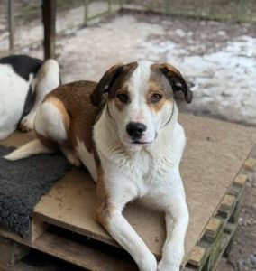 Maya a brown and white rescue dog | 1 dog at a time rescue UK