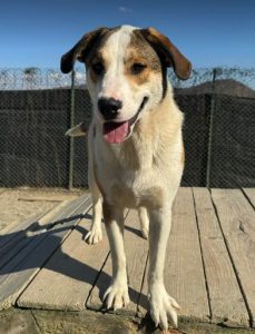 Maya a brown and white rescue dog | 1 dog at a time rescue UK